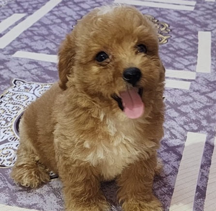 We Have Energetic Poodle Puppies Available For Sale In Ahmedabad.
