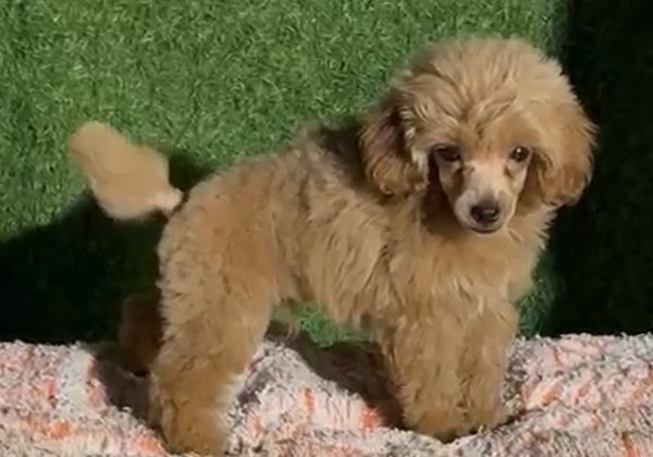 Smart Poodle Puppies Available For Sale In Ahmedabad.
