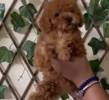 Get Female Poodle Puppies Available For Sale In Delhi.