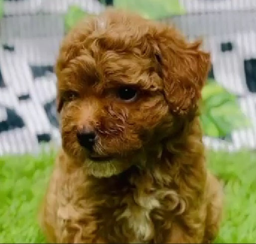 Get Intelligent Poodle Puppies Available For Sale In Delhi.