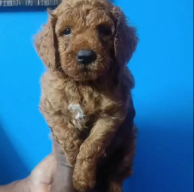 Buy Health Certified Poodle Puppies Available For Sale In Delhi.

