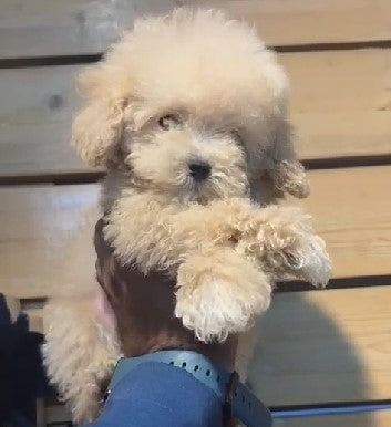 We have Male & Female Poodle Puppies Available For Sale In Delhi.
