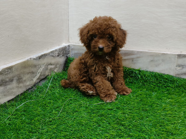 Get Bright Eyed Poodle Puppy From Goa.