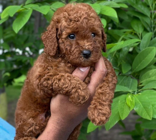 Get Best Quality Poodle Puppy From Goa.