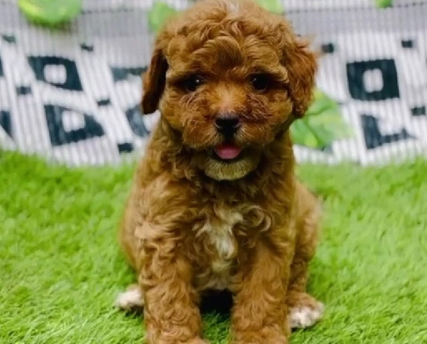 Get Poodle Male Puppy From Goa.