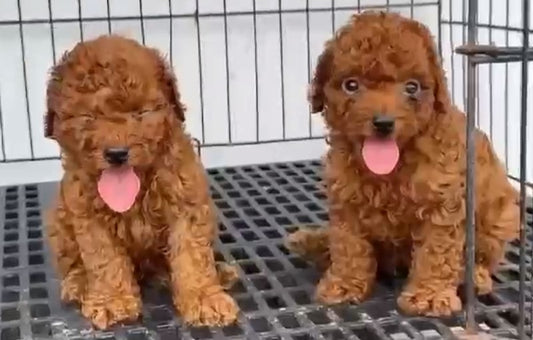 Get Chubby Poodle Puppies From Goa At Affordable Price.