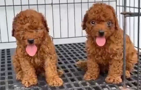 Get Chubby Poodle Puppies From Goa At Affordable Price.