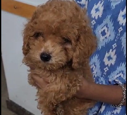 We have poodle male & female puppies available at best price in hyderabad.
