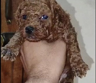 Get poodle male puppies from hyderabad at premium quality.
