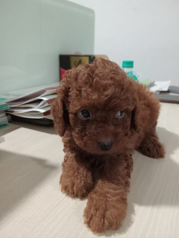 Male & Female Poodle Puppies Available For Sale.
