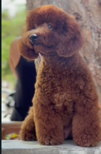 Male Poodle Puppies Available For Sale.

