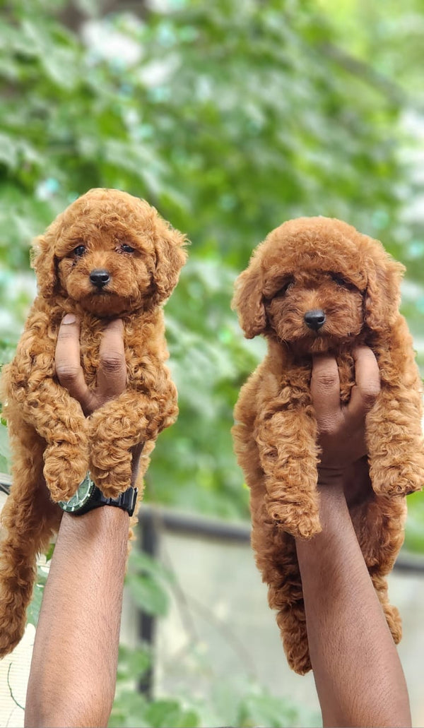 Get Poodle Male & Female Puppies.