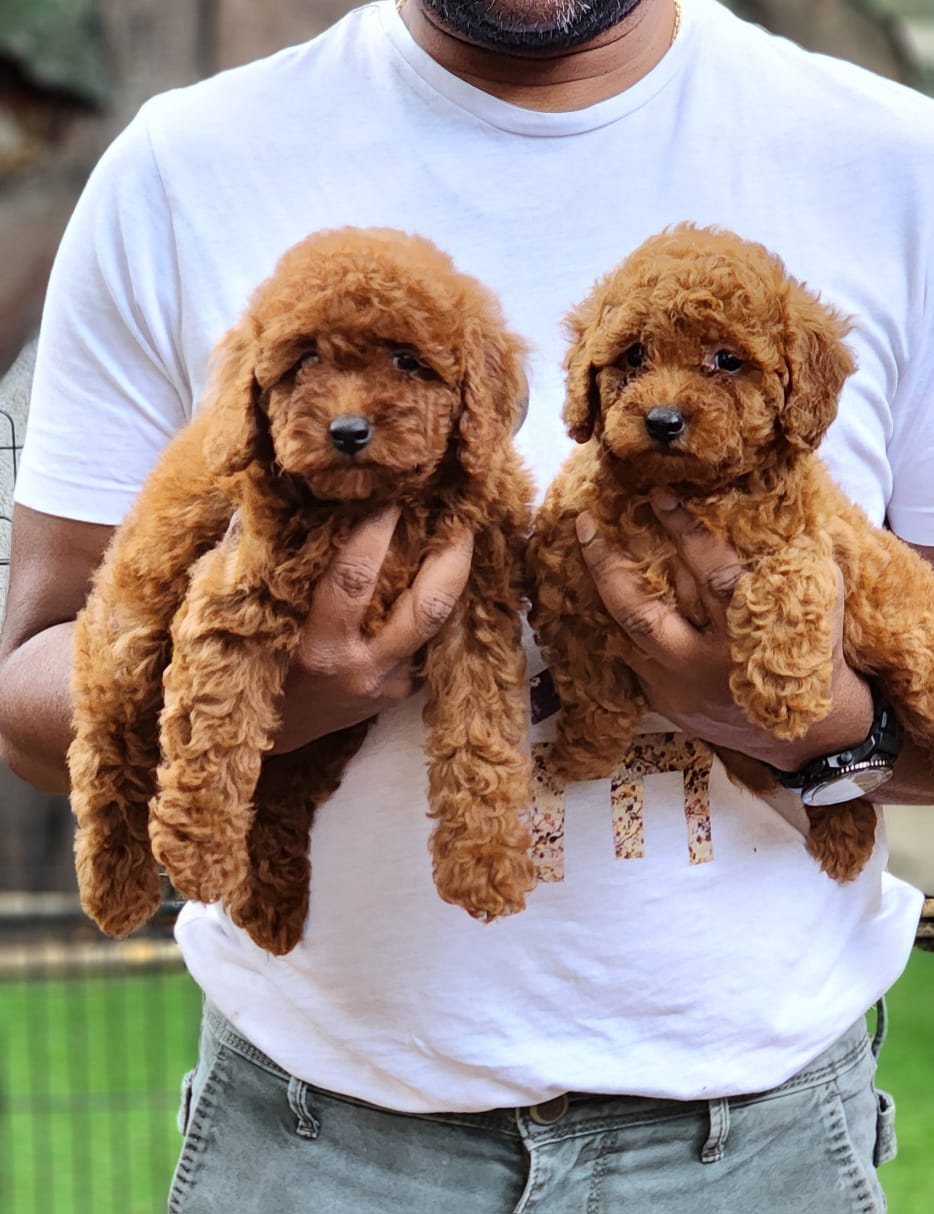 We have Male & Female Poodle Puppies Available For Sale.
