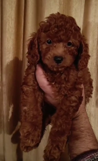 Silky Hair Poodle Puppies Available In Pune.