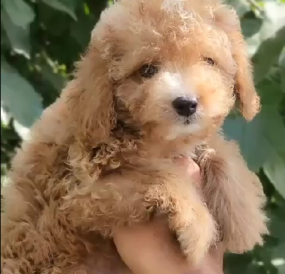 Get Cute Poodle Puppy For Your Home.