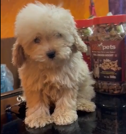 Get Poodle Puppy Online In Pune.
