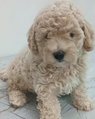 Soulful poodle puppies available for sale in chennai.