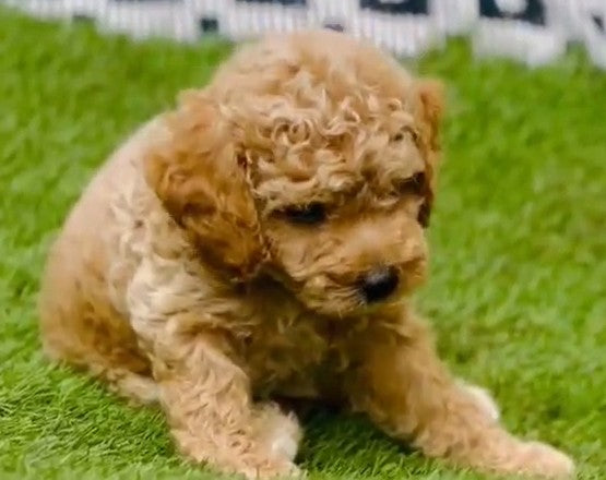 Buy poodle puppies from jaipur at best quality.
