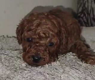 Purchase cheerful poodle puppies available in chennai.