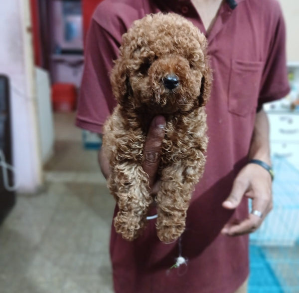 Get poodle male puppies from jaipur at premium quality.

