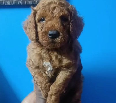 Merry poodle puppies available for sale in chennai.