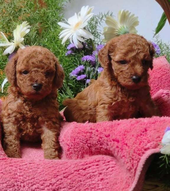 Purchase intelligent poodle puppies from jaipur at best price.
