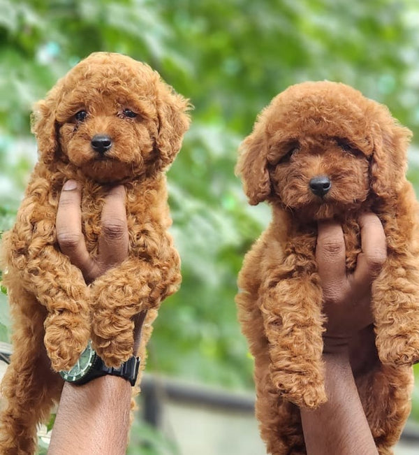 Buy poodle male & female puppy available for sale in chennai.