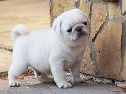 Get pug male & female  puppies available for sale in vizag.
