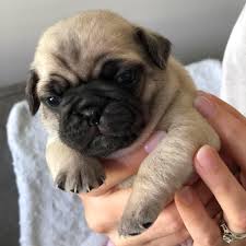 Purchase intelligent pug puppies for sale in vizag.
