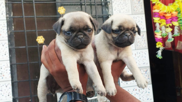 Buy pug puppies from vizag at best price.
