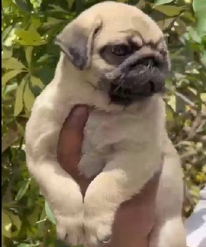 Buy pug male puppies available for sale in vizag.
