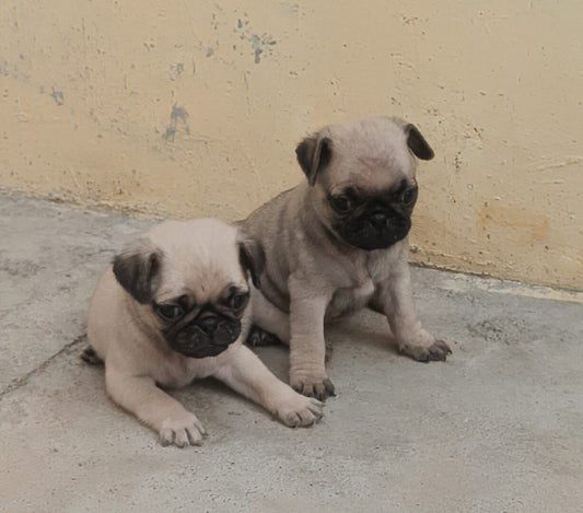 Purchase Healthy Male Pug Puppies Available For Sale In Ahmedabad.
