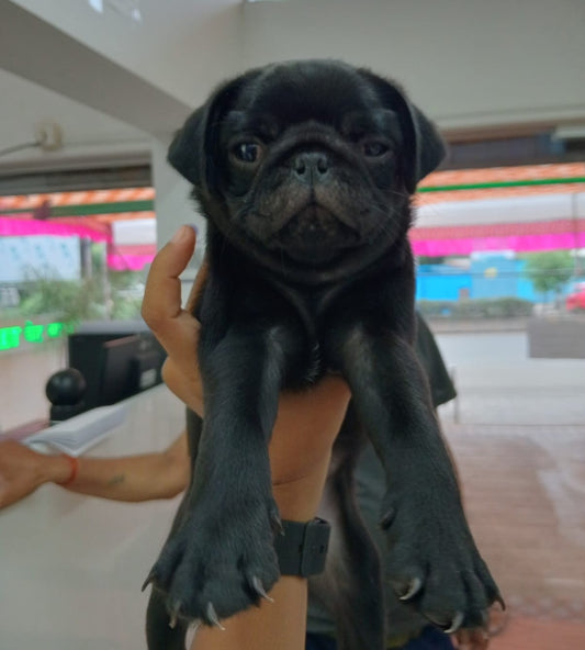We have Male & Female Black Pug  Puppies Available For Sale In Ahmedabad.
