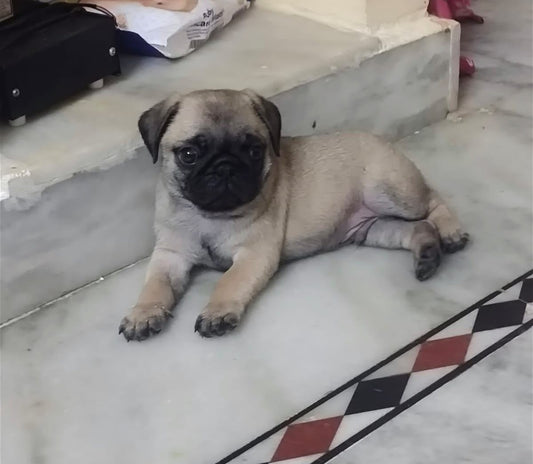 Get Fawn Colored Pug  Male & Female Puppies Available For Sale In Ahmedabad.
