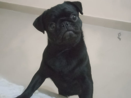 Buy Black Colored Male & Female Pug Puppies Available For Sale In Ahmedabad.
