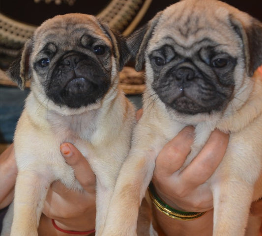 Chubby Pug Puppy Available For Sale In Bangalore.