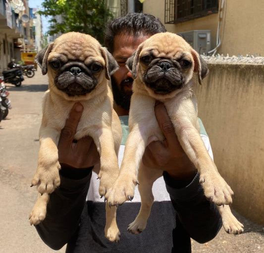 Playful Pug Puppy Available In Bangalore.