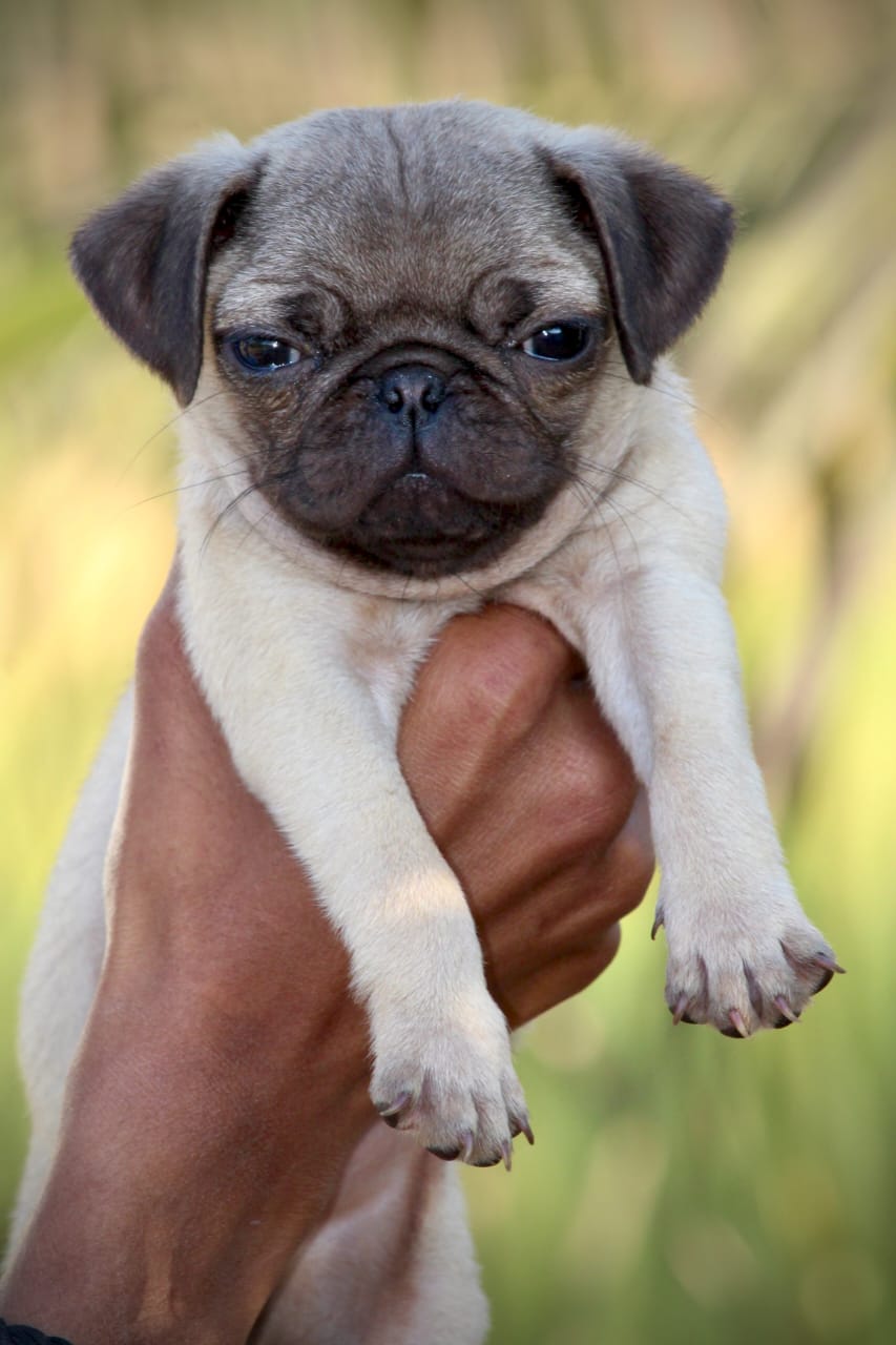 Cute Pug Puppy Available For Sale In Bangalore.