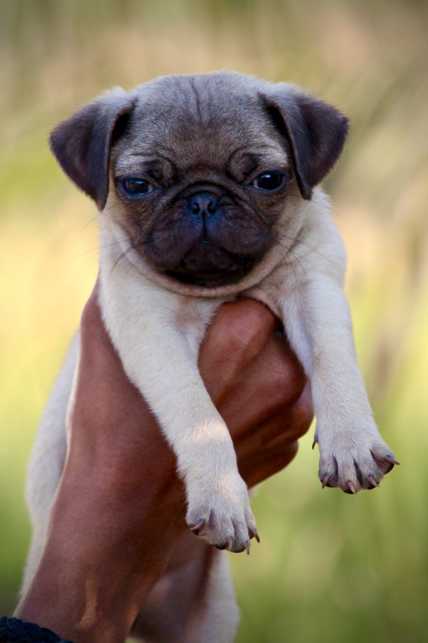Cute Pug Puppy Available For Sale In Bangalore.