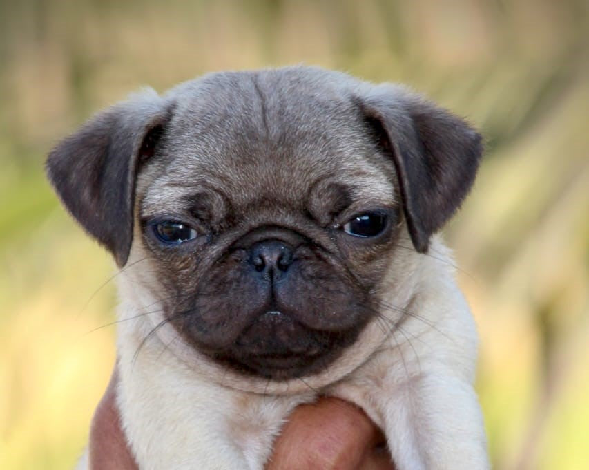 Cute Pug Puppy Available For Sale In Bangalore.