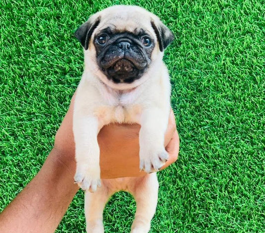 Mischievous  Pug Puppy Available In Bangalore.