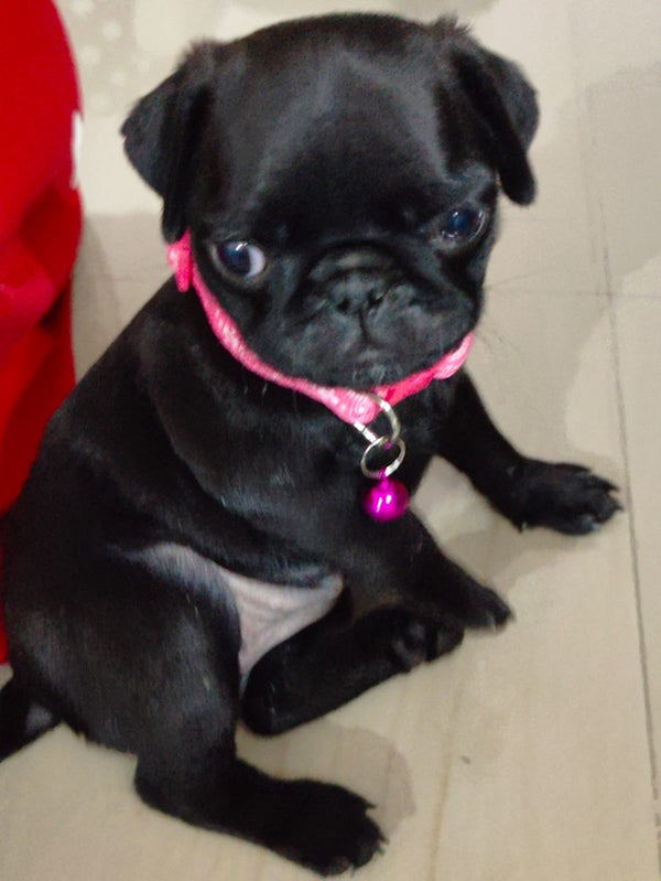 Purchase Healthy Black Pug Puppies  Available For Sale In Delhi.
