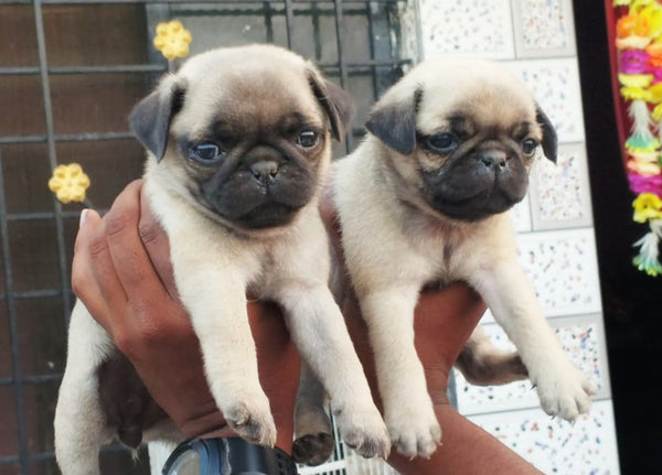 Purchase Healthy Pug Available For Sale In Delhi.
