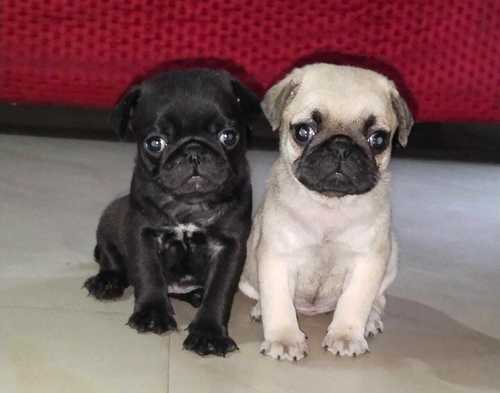 Black or Fawn Male & Female Beagle Puppies Available For Sale In Delhi.
