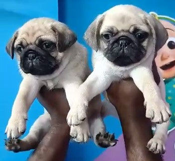 Purchase Male & Female Pug  Puppies Available For Sale In Delhi.
