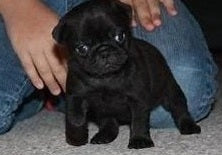 Get Black Pug Male Puppy Available n Goa.