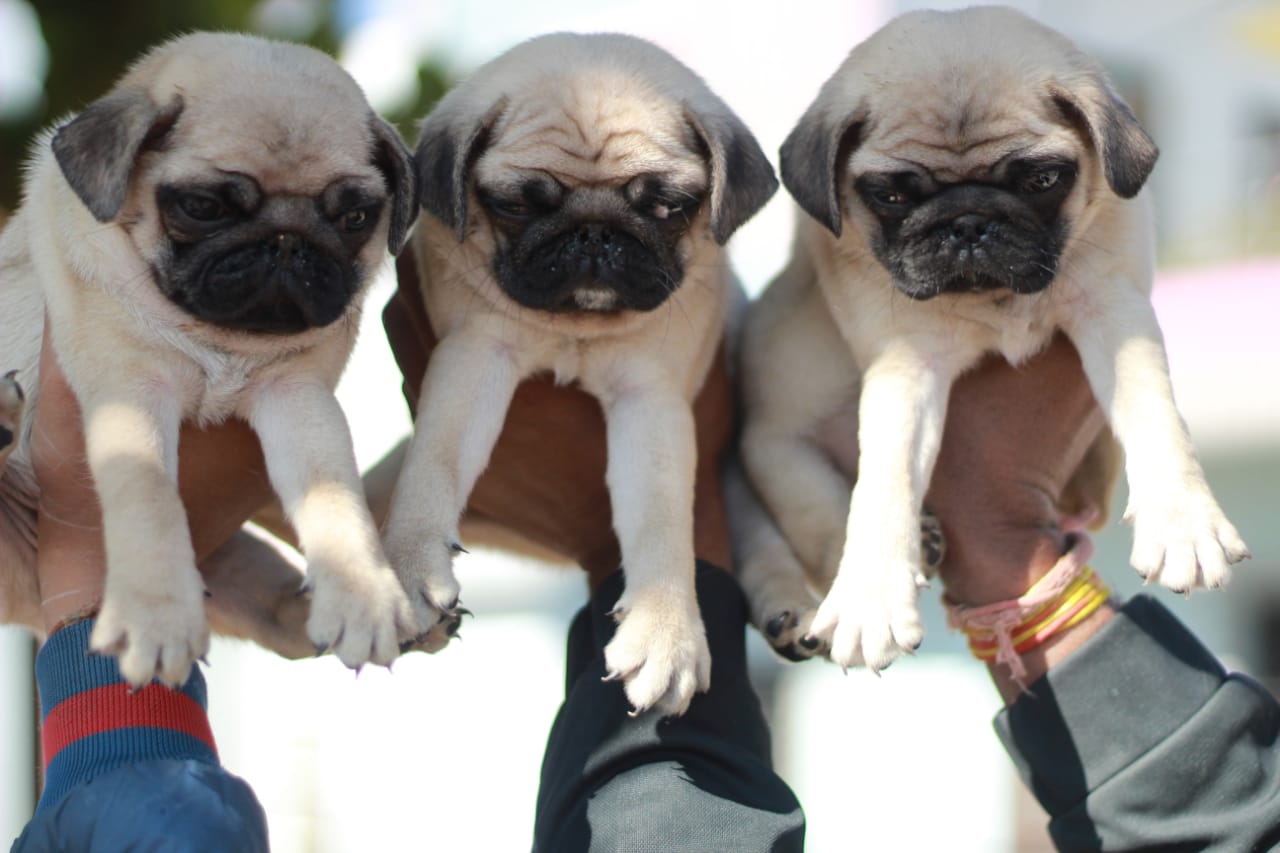 Get Fawn Colored Male & Female Pug Puppy Available In Goa.