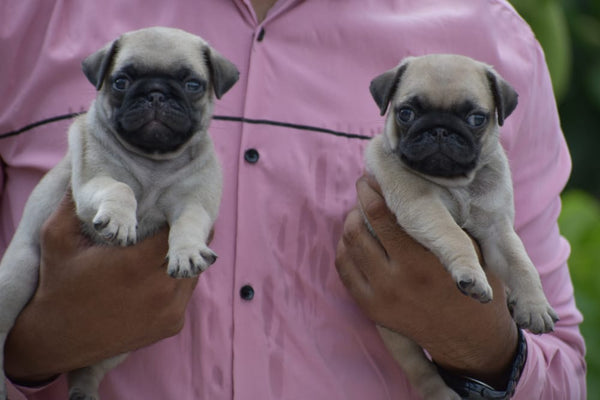 Purchase Male & Female Pug Puppies Available For Sale At Goa.
