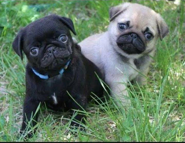 Get Fawn Or Black Pug  Puppies Available in Goa.