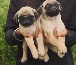 Buy pug male puppies available for sale in hyderabad.
